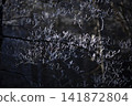 陽光透過冬日的森林和覆滿霜雪的樹木灑下斑駁的光影。 141872804