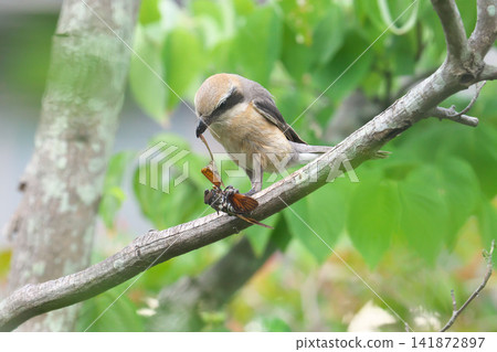 Shrike and cicada Shrike and cicada 141872897