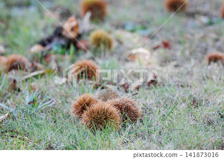 Chestnuts, a taste of autumn (Autumn in Hokkaido) Chestnuts, a taste of autumn (Autumn in Hokkaido) 141873016