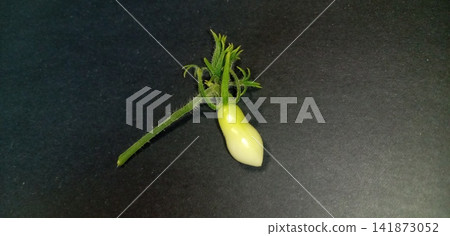 櫻桃番茄高溫損傷和果實畸形 櫻桃番茄高溫損傷和果實畸形 141873052