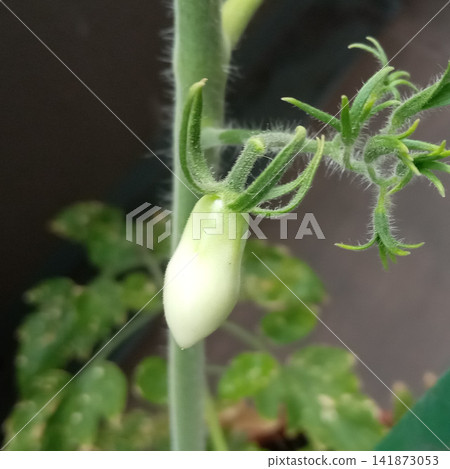 High-temperature damage and deformed fruit in cherry tomatoes High-temperature damage and deformed fruit in cherry tomatoes 141873053