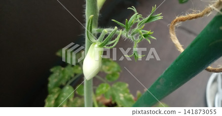 High-temperature damage and deformed fruit in cherry tomatoes High-temperature damage and deformed fruit in cherry tomatoes 141873055