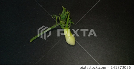 櫻桃番茄高溫損傷和果實畸形 櫻桃番茄高溫損傷和果實畸形 141873056