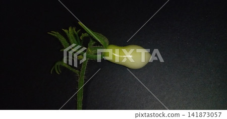 櫻桃番茄高溫損傷和果實畸形 櫻桃番茄高溫損傷和果實畸形 141873057