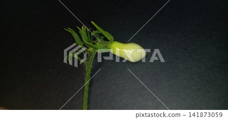 櫻桃番茄高溫損傷和果實畸形 櫻桃番茄高溫損傷和果實畸形 141873059