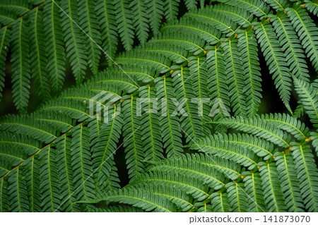 Close up of Australian tree fern leaf. This fern needs an area that is shaded and has well-drained soil. As with all ferns, this plant performs best when it is kept moist. Close up of Australian tree fern leaf. This fern needs an area that is shaded and has well-drained soil. As with all ferns, this plant performs best when it is kept moist. 141873070