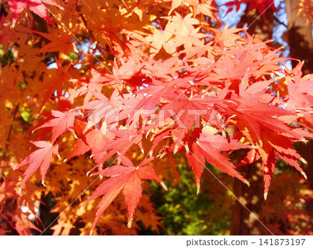 楓樹已經變成了鮮紅色 141873197