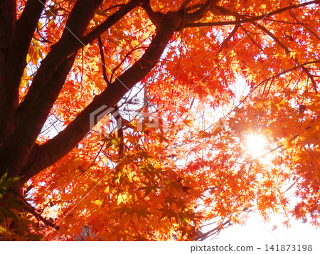 陽光透過紅葉楓樹的葉子灑下。 陽光透過紅葉楓樹的葉子灑下。 141873198