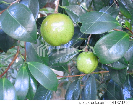 閃亮的山茶花果實 閃亮的山茶花果實 141873201
