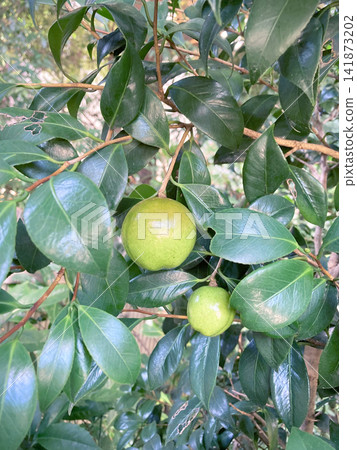 鮮嫩翠綠的山茶花幼果 鮮嫩翠綠的山茶花幼果 141873202