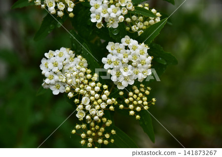 Spiraea flowers and buds, viewed from the front. Spiraea flowers and buds, viewed from the front. 141873267