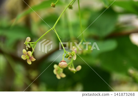 The buds of the spindle tree look like they're about to bloom. The buds of the spindle tree look like they're about to bloom. 141873268
