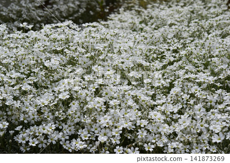 A field covered in cerastium flowers A field covered in cerastium flowers 141873269