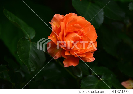 初夏時節,鮮豔的橘色玫瑰 初夏時節,鮮豔的橘色玫瑰 141873274
