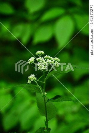 澤蘭(Eupatorium fortunei)的花蕾 澤蘭(Eupatorium fortunei)的花蕾 141873275