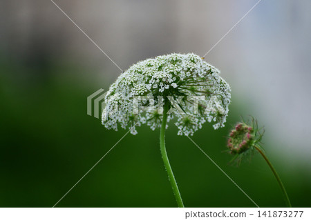 諾拉胡蘿蔔花 諾拉胡蘿蔔花 141873277