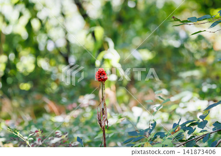 Red berries of the Arisaema plant (Autumn in Hokkaido) Red berries of the Arisaema plant (Autumn in Hokkaido) 141873406