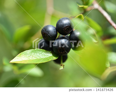 藍莓果實 藍莓果實 141873426