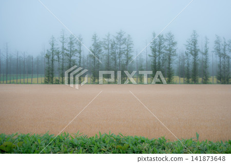 Larch trees shrouded in mist Larch trees shrouded in mist 141873648
