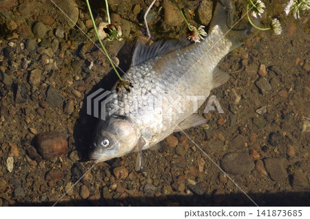 一條鯽魚在灌溉渠的淺水中掙扎。 一條鯽魚在灌溉渠的淺水中掙扎。 141873685
