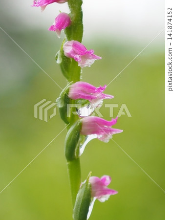 Spiranthes sinensis and dewdrops (20260717081415) Spiranthes sinensis and dewdrops (20260717081415) 141874152