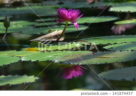 浮在水面上的睡蓮花 浮在水面上的睡蓮花 141874457