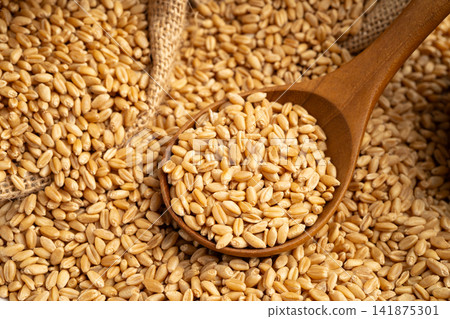Grains and wheat ears from organic agriculture farm. 141875301