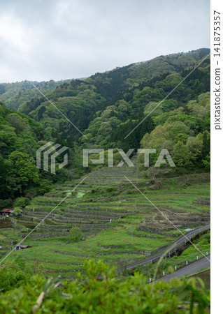Shimane Prefecture / The beautiful "Oitani Rice Terraces" during the water-filling season, with fresh greenery and stone-walled ridges. Shimane Prefecture / The beautiful "Oitani Rice Terraces" during the water-filling season, with fresh greenery and stone-walled ridges. 141875357