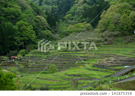 Shimane Prefecture / The beautiful "Oitani Rice Terraces" during the water-filling season, with fresh greenery and stone-walled ridges. Shimane Prefecture / The beautiful "Oitani Rice Terraces" during the water-filling season, with fresh greenery and stone-walled ridges. 141875358