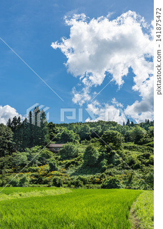 A vertical composition of a rural landscape overlooking large summer clouds and green rice fields. A vertical composition of a rural landscape overlooking large summer clouds and green rice fields. 141875472
