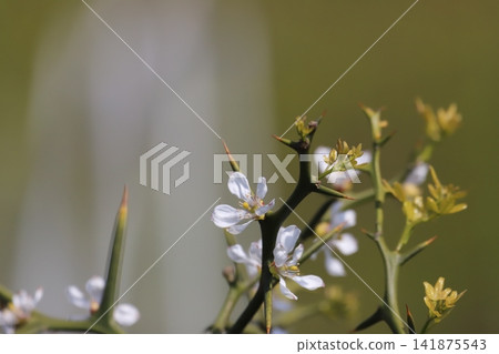 White flowers of the trifoliate orange that bloom in spring White flowers of the trifoliate orange that bloom in spring 141875543
