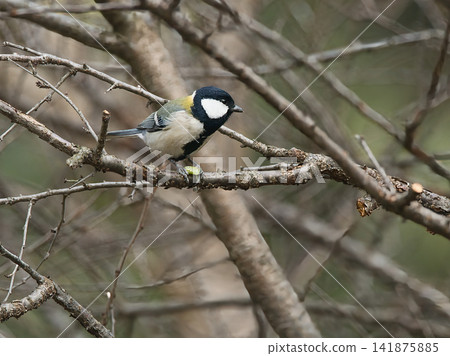Tits fringing on branches 141875885