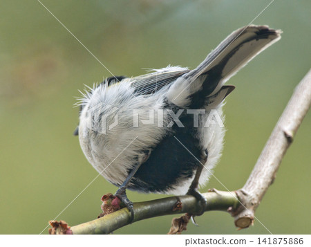 Tits that stop on branches Tits that stop on branches 141875886