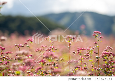 Red buckwheat and mountains Red buckwheat and mountains 141875954