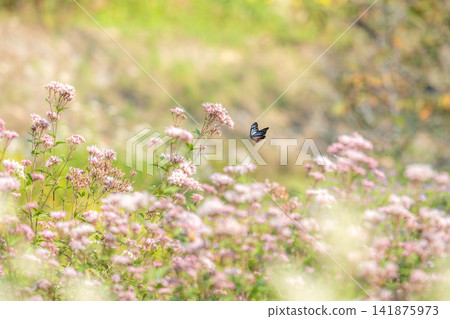 栗虎蝶飛舞著尋找澤蘭(Eupatorium fortunei)。 栗虎蝶飛舞著尋找澤蘭(Eupatorium fortunei)。 141875973