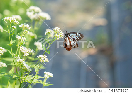 Asagi madara從Fuji Bakama吮吸蜂蜜 141875975