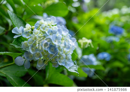 Hydrangea wet in the rain Hydrangea wet in the rain 141875986