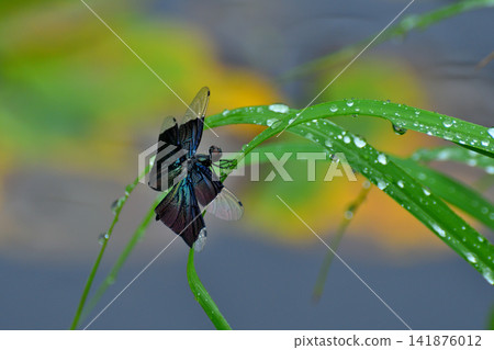 Butterfly dragonfly Butterfly dragonfly 141876012