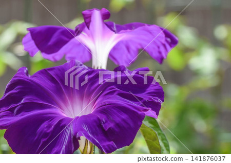 夏日景象:牽牛花 夏日景象:牽牛花 141876037