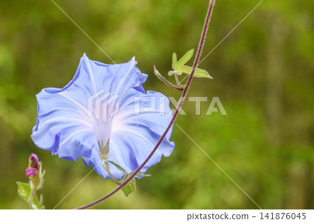 夏日景象:牽牛花 夏日景象:牽牛花 141876045