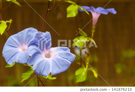 夏日景象:牽牛花 夏日景象:牽牛花 141876210