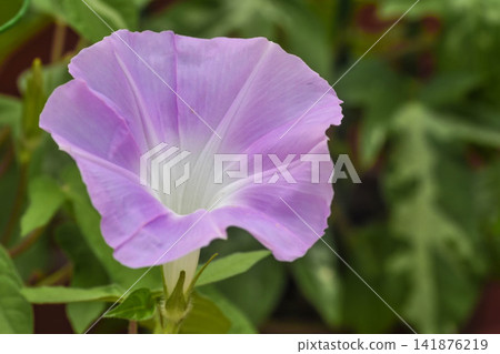 Summer image: Morning glory flower Summer image: Morning glory flower 141876219