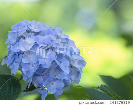 藍色繡球花 藍色繡球花 141876519