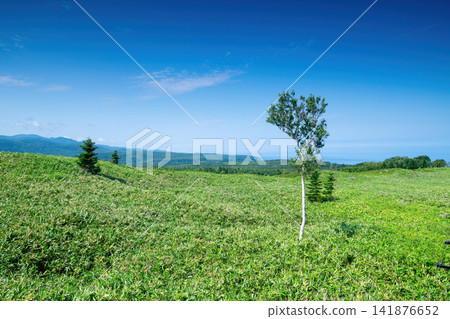 白樺樹和知床山脈 白樺樹和知床山脈 141876652