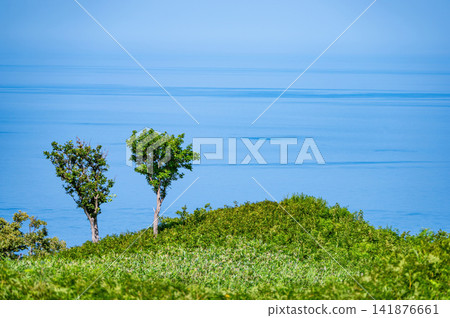 俯瞰大海的白樺樹 俯瞰大海的白樺樹 141876661