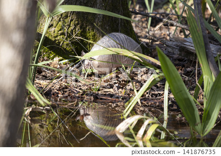 Nine-Banded Armadillo Foraging in the Forest Nine-Banded Armadillo Foraging in the Forest 141876735