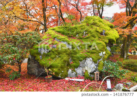 Kyoto, Hogon-in Temple, Shishiku Garden: Lion Rock and beautiful autumn foliage (Ukyo-ku, Kyoto City, Kyoto Prefecture) Kyoto, Hogon-in Temple, Shishiku Garden: Lion Rock and beautiful autumn foliage (Ukyo-ku, Kyoto City, Kyoto Prefecture) 141876777