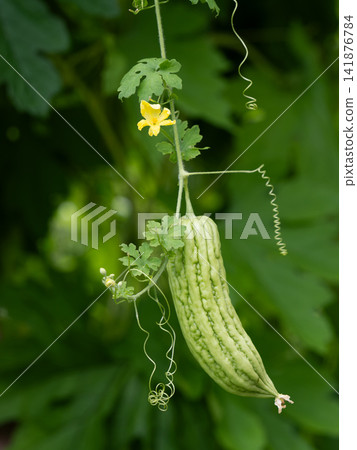 Bitter melon flowers, fruits, leaves, and tendrils Bitter melon flowers, fruits, leaves, and tendrils 141876784