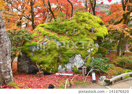 Kyoto, Hogon-in Temple, Shishiku Garden: Lion Rock and beautiful autumn foliage (Ukyo-ku, Kyoto City, Kyoto Prefecture) Kyoto, Hogon-in Temple, Shishiku Garden: Lion Rock and beautiful autumn foliage (Ukyo-ku, Kyoto City, Kyoto Prefecture) 141876820
