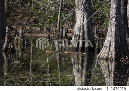 Two Nutria Swimming Two Nutria Swimming 141876959